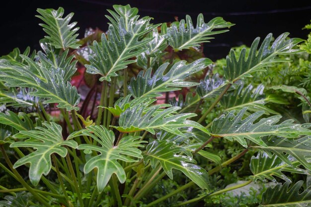 Philodendron Selloum Care: A Simple Guide to Growing Your Tropical Beauty